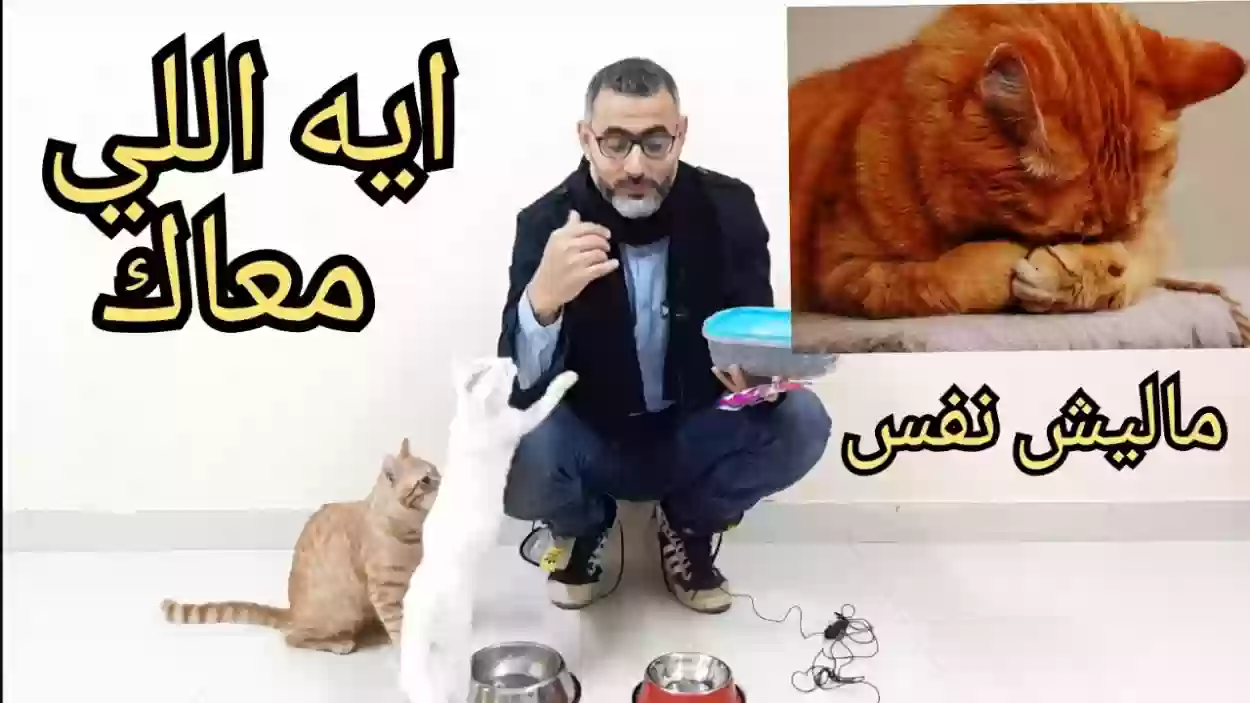 كيفية فتح شهية القطط