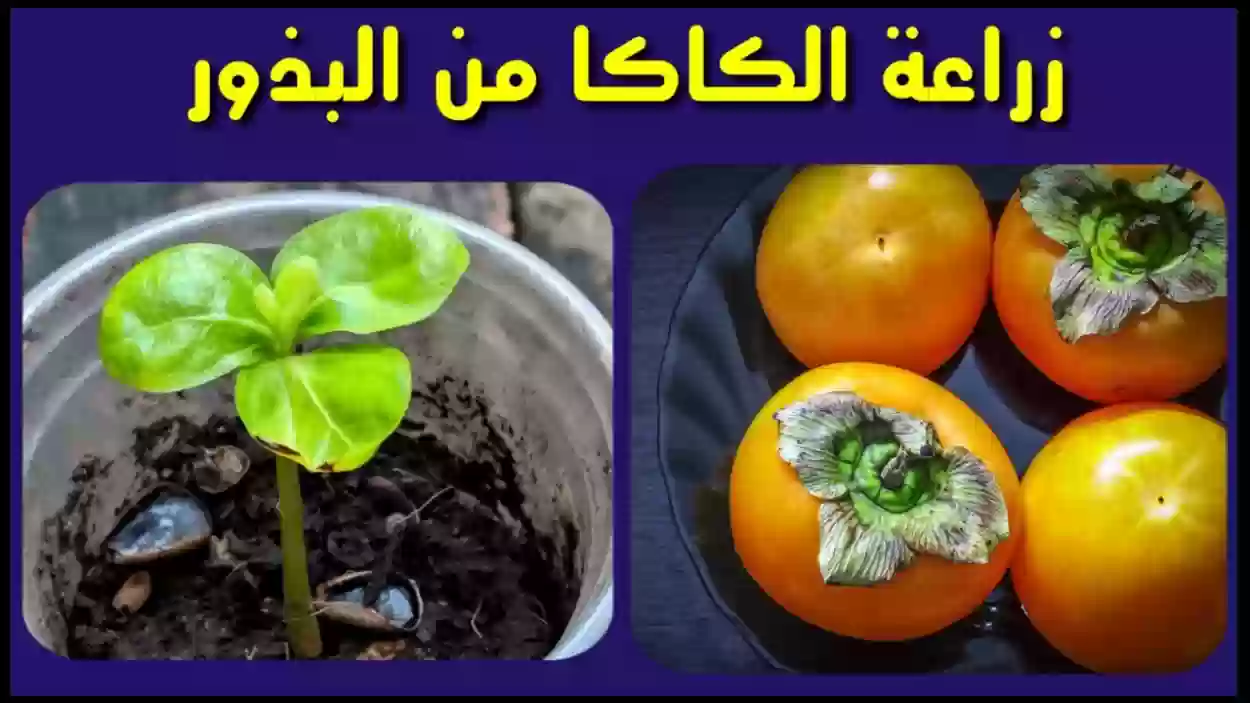 دراسة جدوى زراعة الكاكا